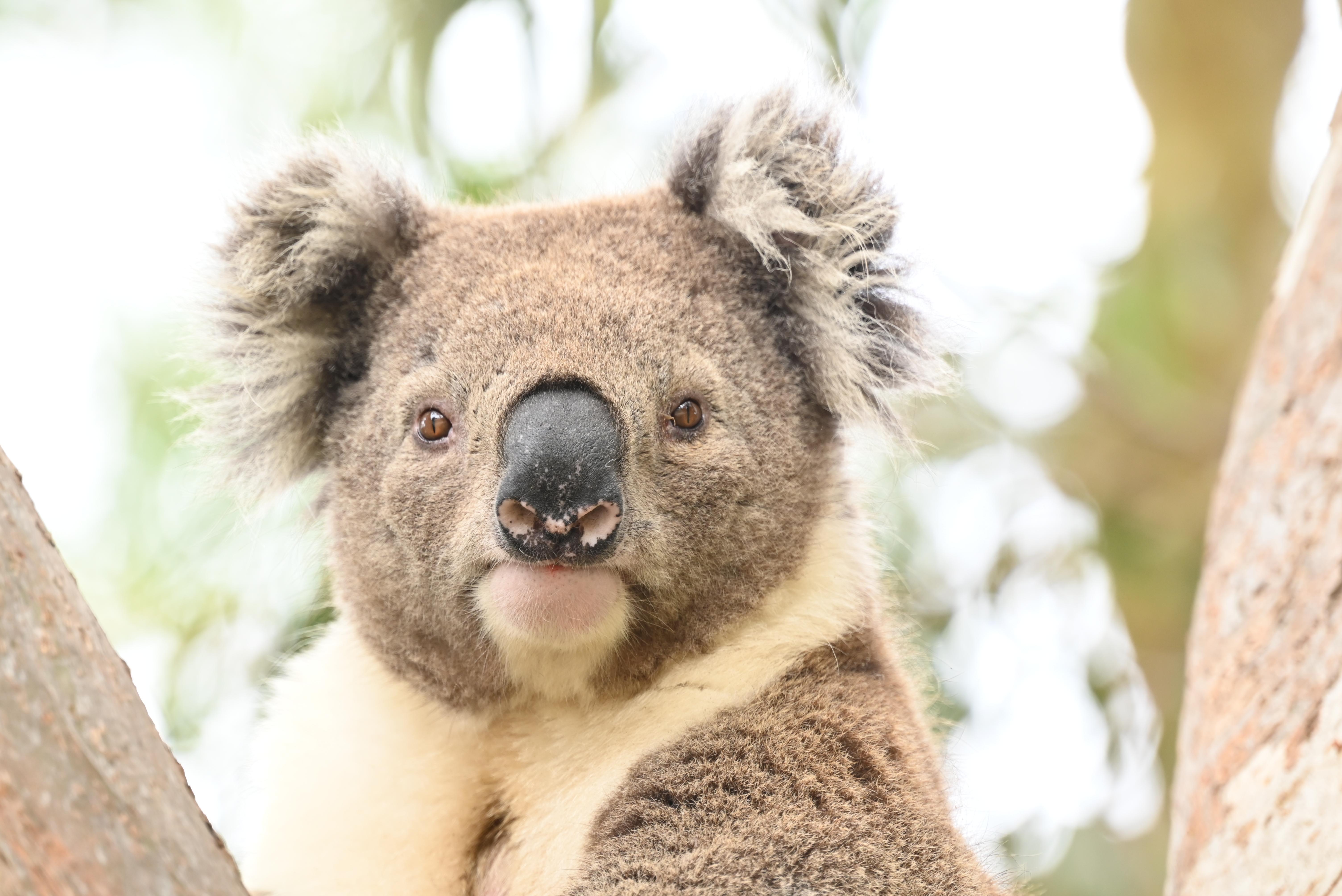 A koala in the wild